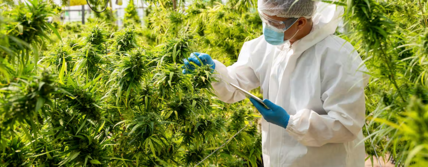 CBD Is Not a Cure-all – Here’s What Science Says About Its Real Health Benefits