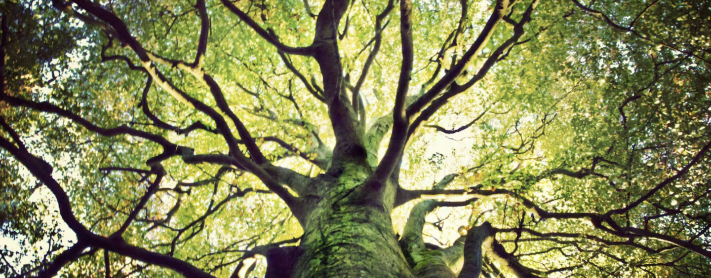 The Tree of Life Has Been a Powerful Image in Jewish Tradition – Signifying Much More Than Immortality