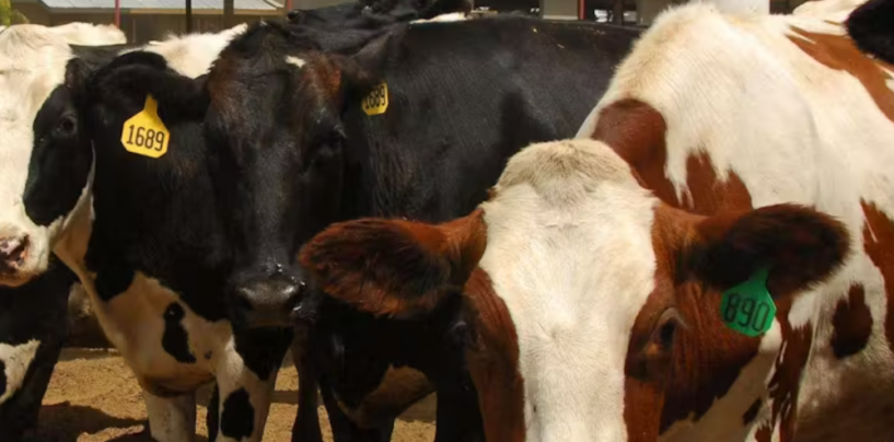 Bird Flu Detected in Colorado Dairy Cattle − a Vet Explains the Risks of the Highly Pathogenic Avian Influenza Virus