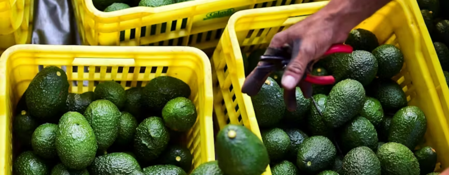 Avocados Are a ‘Green Gold’ Export for Mexico, but Growing Them is Harming Forests and Waters