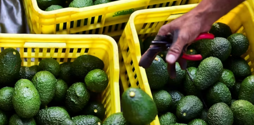 Avocados Are a ‘Green Gold’ Export for Mexico, but Growing Them is Harming Forests and Waters