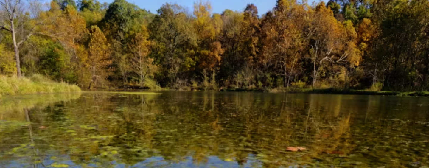 Invasive Species Are Reshaping Aquatic Ecosystems, One Lake At a Time