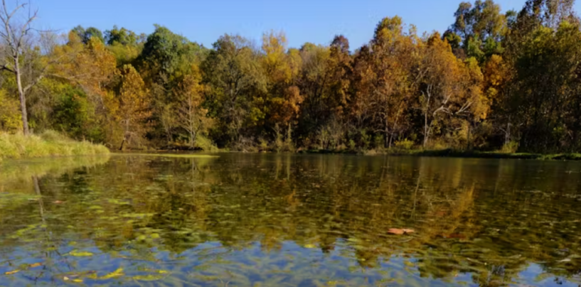 Invasive Species Are Reshaping Aquatic Ecosystems, One Lake At a Time