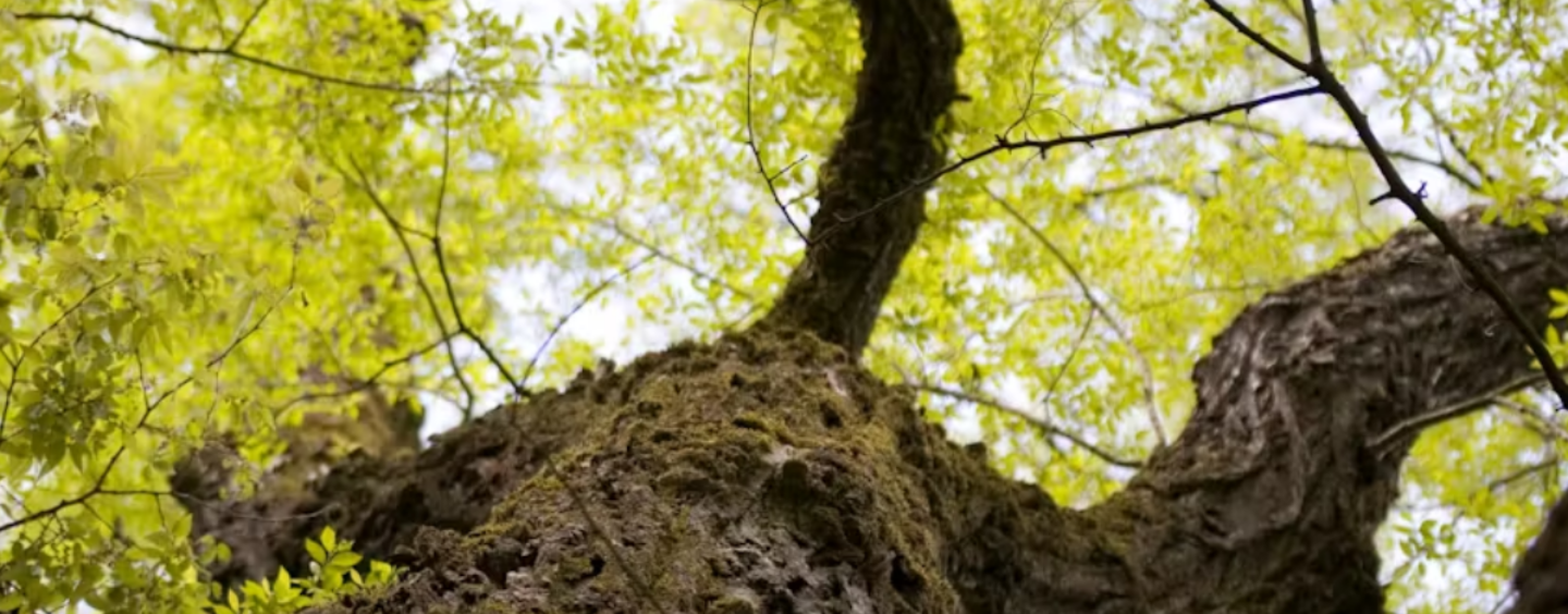 Climate Change Means We May Have to Learn to Live With Invasive Species