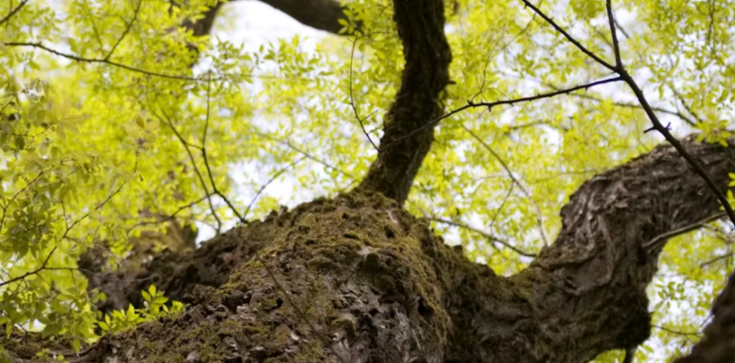 Climate Change Means We May Have to Learn to Live With Invasive Species