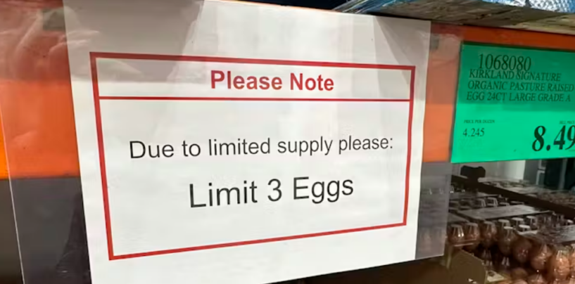 Soaring U.S. Egg Prices and Millions of Dead Chickens Signal the Deep Problems and Risks in Modern Poultry Production