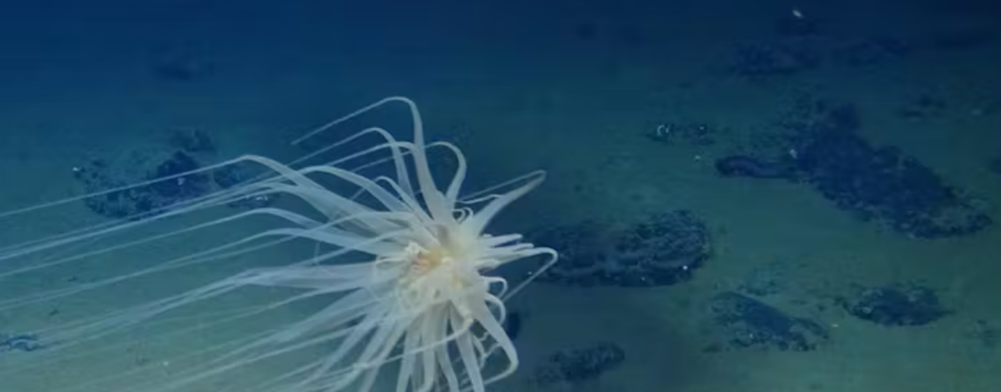 Deep Sea Mining Threatens Sea Life in a Way No One is Thinking About − by Dumping Debris Into the Thriving Midwater Zone
