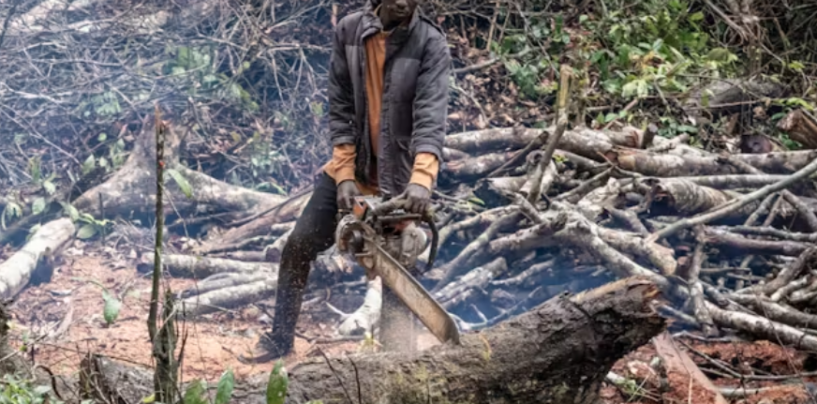 Ecological Disruptions Are a Risk to National Security