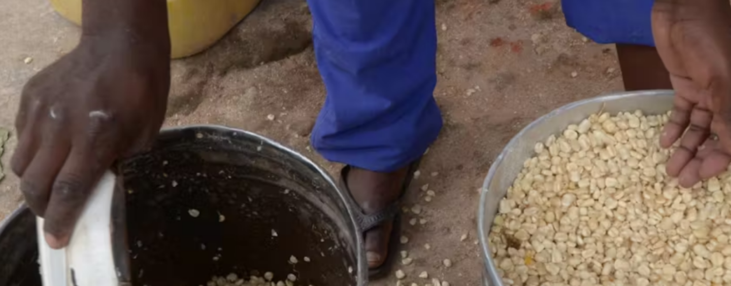 Maize Prices in Kenya and Malawi Have Soared, but Tanzania’s Haven’t: Economists Explain Why