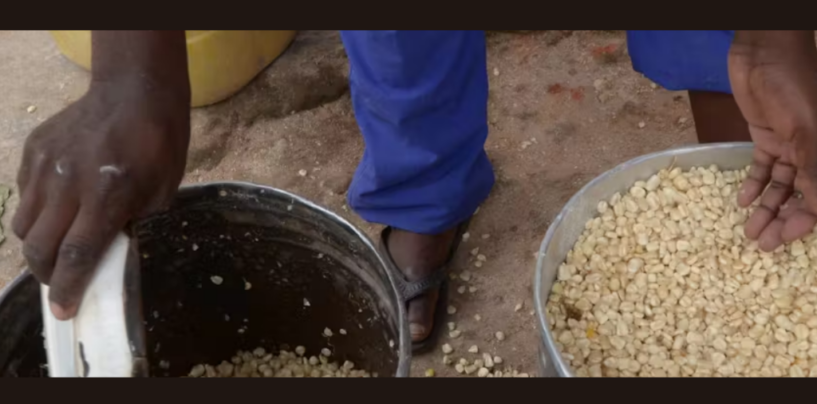 Maize Prices in Kenya and Malawi Have Soared, but Tanzania’s Haven’t: Economists Explain Why