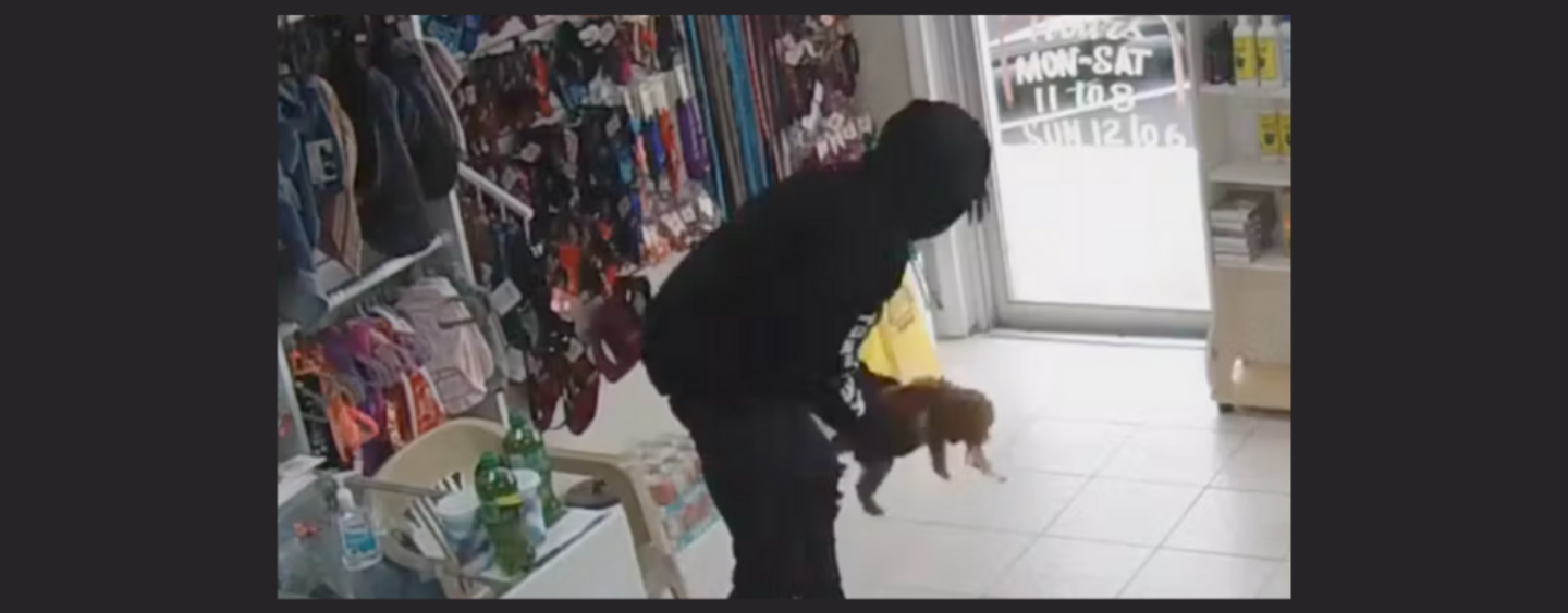 Inside the Dark World of Dognapping