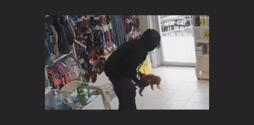 Inside the Dark World of Dognapping