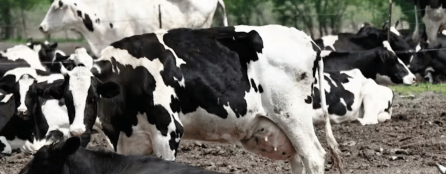 Avian Flu Virus Has Been Found in Raw Milk − a Reminder of How Pasteurization Protects Health