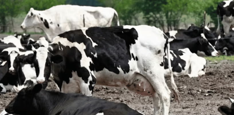 Avian Flu Virus Has Been Found in Raw Milk − a Reminder of How Pasteurization Protects Health