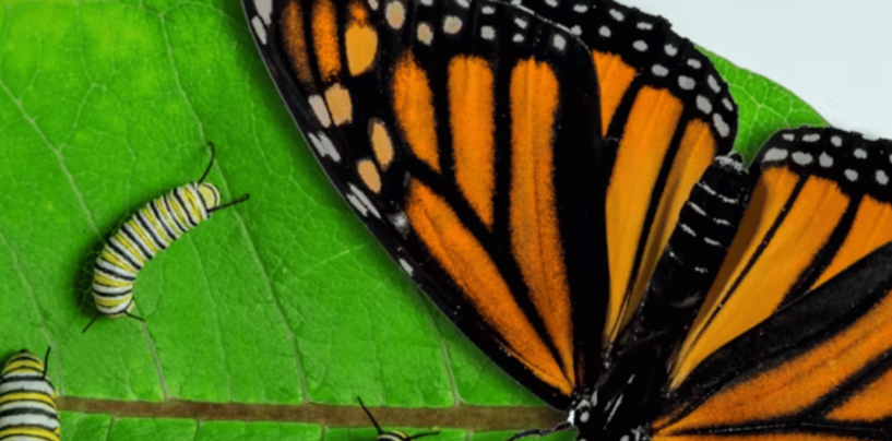 Federal Protection For Monarch Butterflies Could Help or Harm This Iconic Species, Depending on How It’s Carried Out