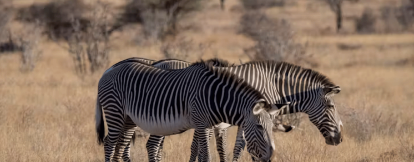 Climate Change is Making Plants Less Nutritious − That Could Already Be Hurting Animals That Are Grazers