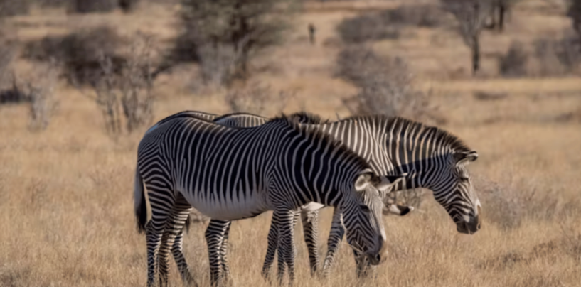 Climate Change is Making Plants Less Nutritious − That Could Already Be Hurting Animals That Are Grazers