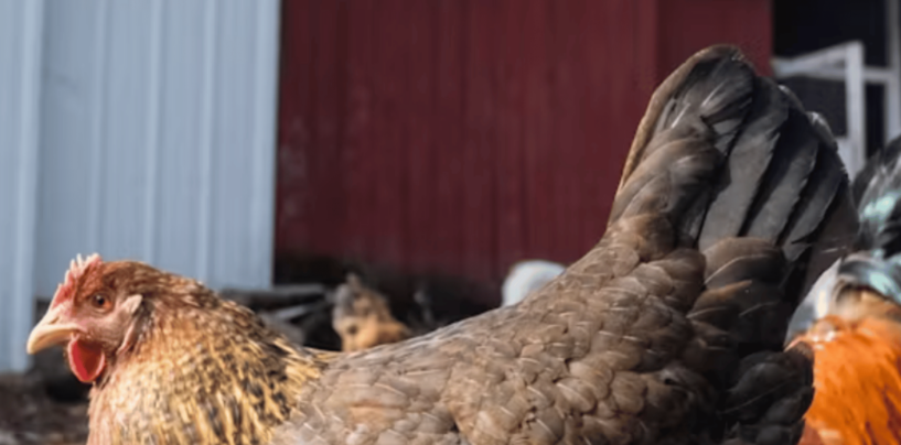 Bird Flu Flares Up Again in Michigan Poultry – an Infectious Disease Expert Explains the Risk to Humans, Chickens, Cows and Other Animals