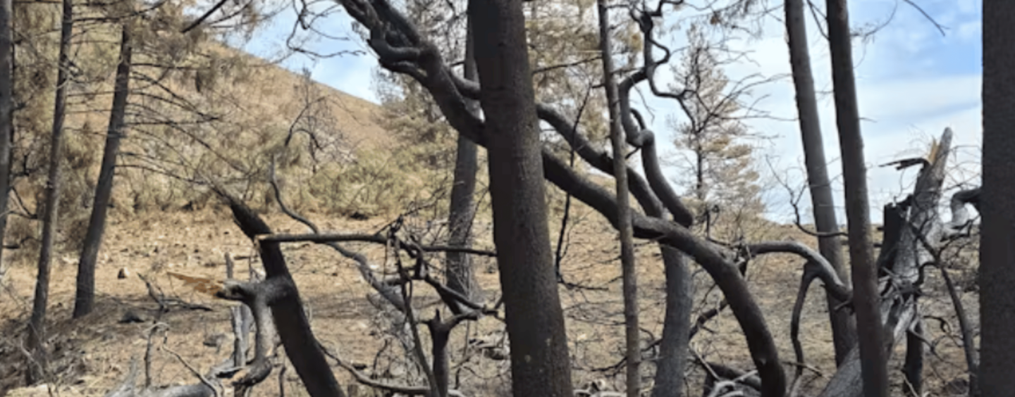 LA Gets Rain, but Also Risk of Flooding and Debris Flows From Wildfire Burn Scars – a Geologist Explains the Threat