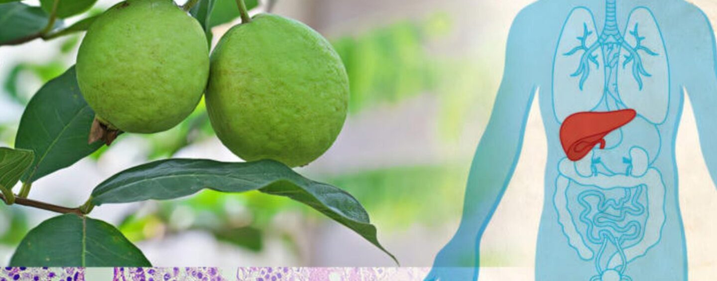 Synthesis of a Molecule Found in Guava Plants Offers Hope in Fighting Liver-Related Cancers