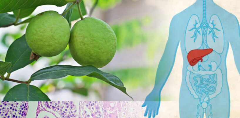 Synthesis of a Molecule Found in Guava Plants Offers Hope in Fighting Liver-Related Cancers