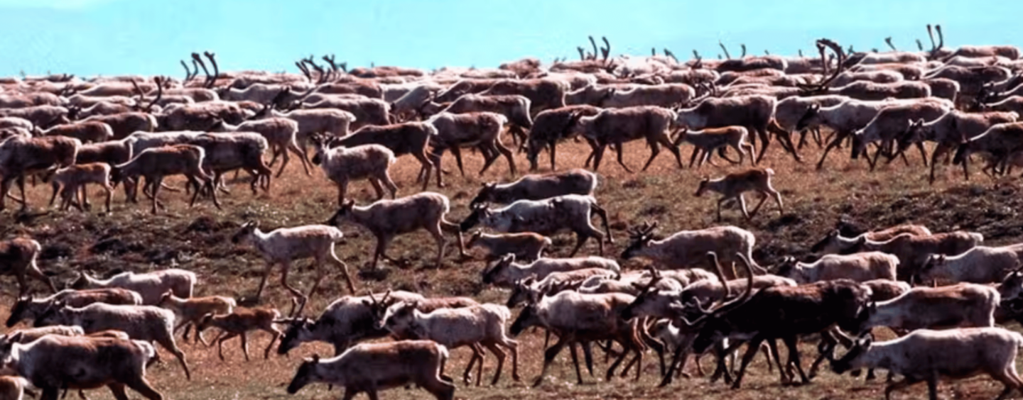 White House Plans for Alaskan Oil and Gas Face Some Hurdles – Including from Trump and the Petroleum Industry