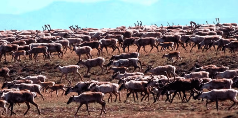 White House Plans for Alaskan Oil and Gas Face Some Hurdles – Including from Trump and the Petroleum Industry