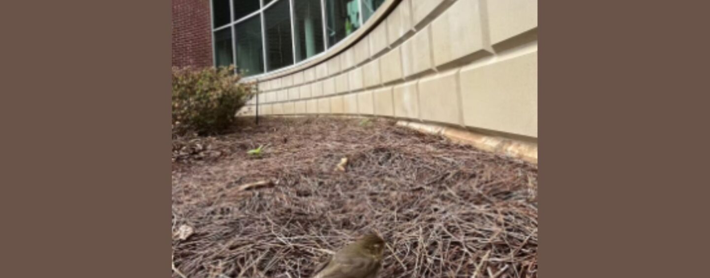 Windows Are the No. 1 Human Threat to Birds – an Ecologist Shares Some Simple Steps to Reduce Collisions