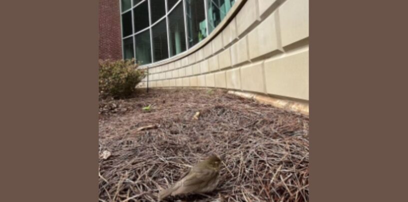 Windows Are the No. 1 Human Threat to Birds – an Ecologist Shares Some Simple Steps to Reduce Collisions