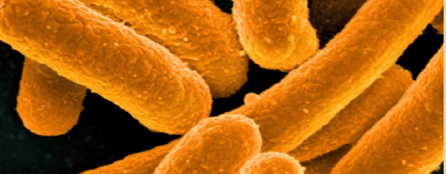 Get Chronic UTIs? Future Treatments May Add More Bacteria to Your Bladder to Beat Back Harmful Microbes