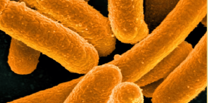 Get Chronic UTIs? Future Treatments May Add More Bacteria to Your Bladder to Beat Back Harmful Microbes